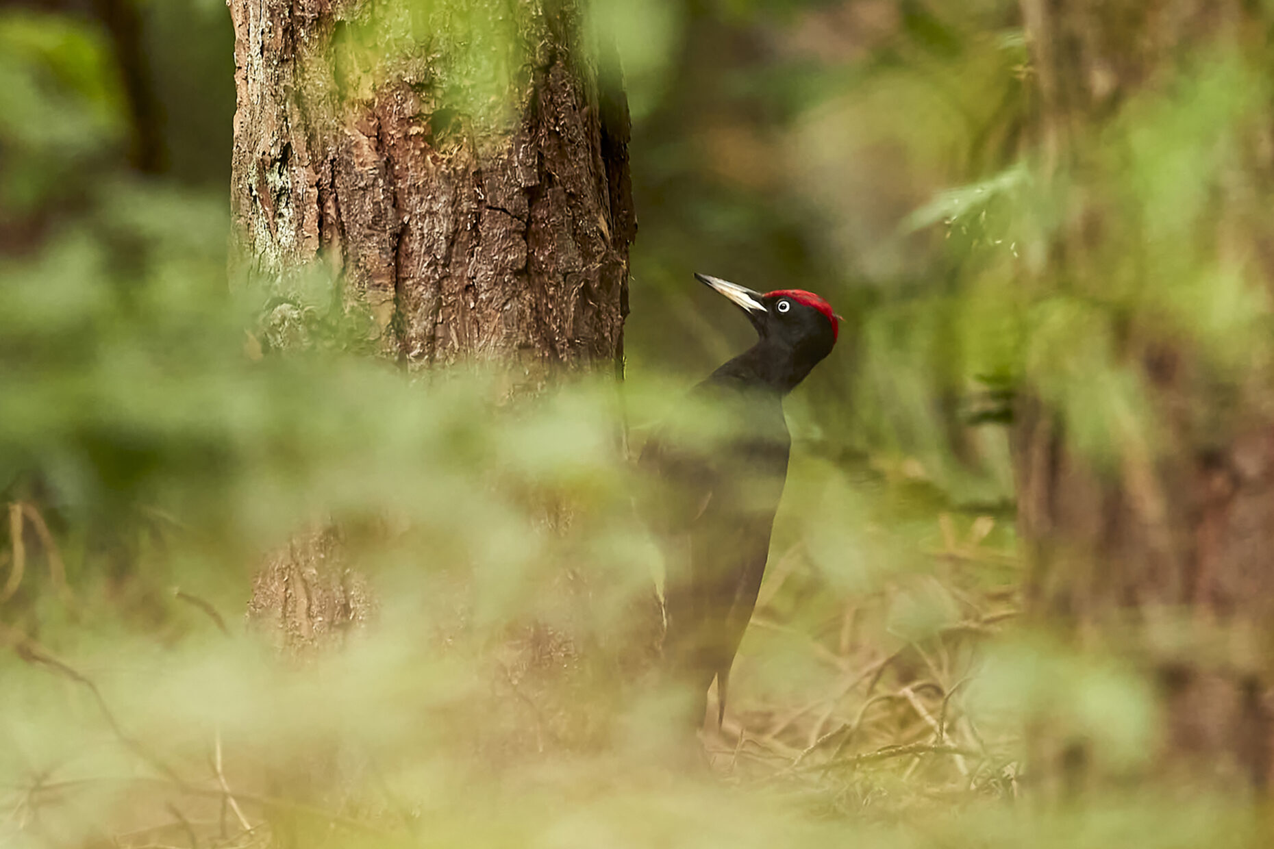 In a distance, looking through some green leaves there's a black Woodpecker working and drilling on a tree trunk.