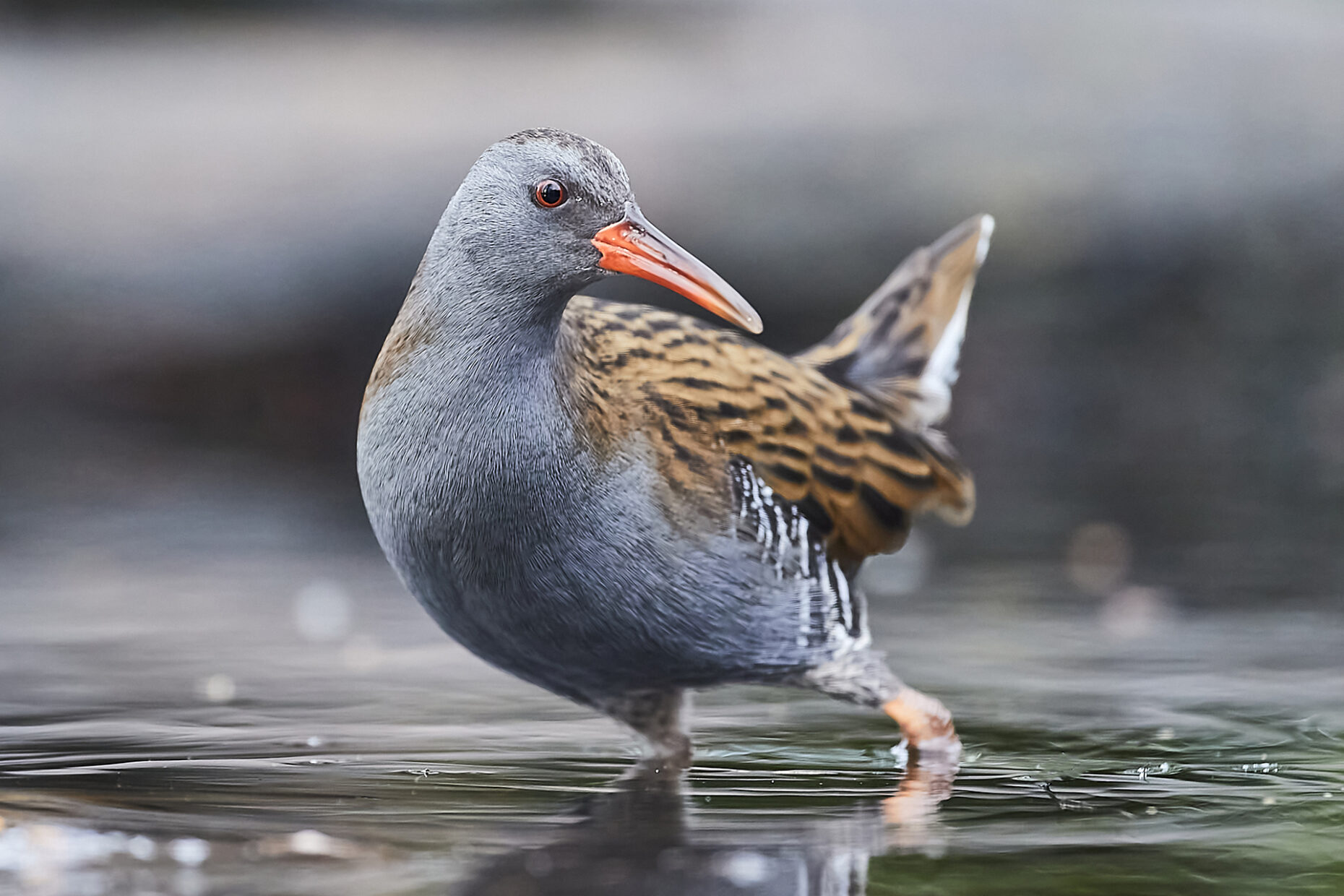 Beautiful Water Rail, carefully and very wary walking through some water on the lookout for something to eat.